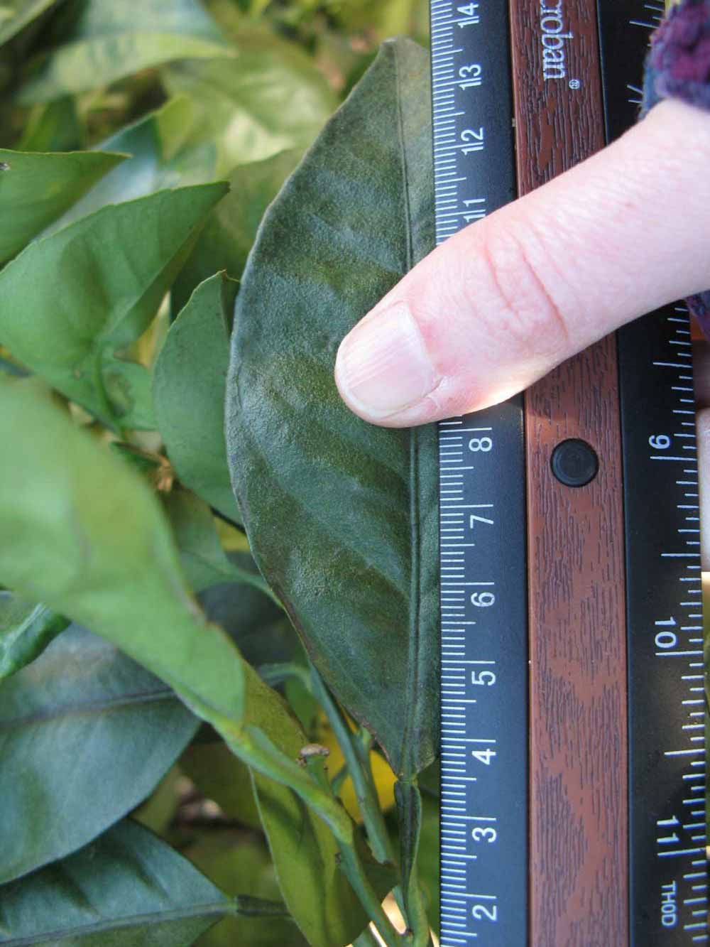              Unifoliolate leaf (Winter Haven, FL)       